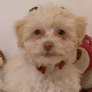 Meet your Posher, Tuong vy